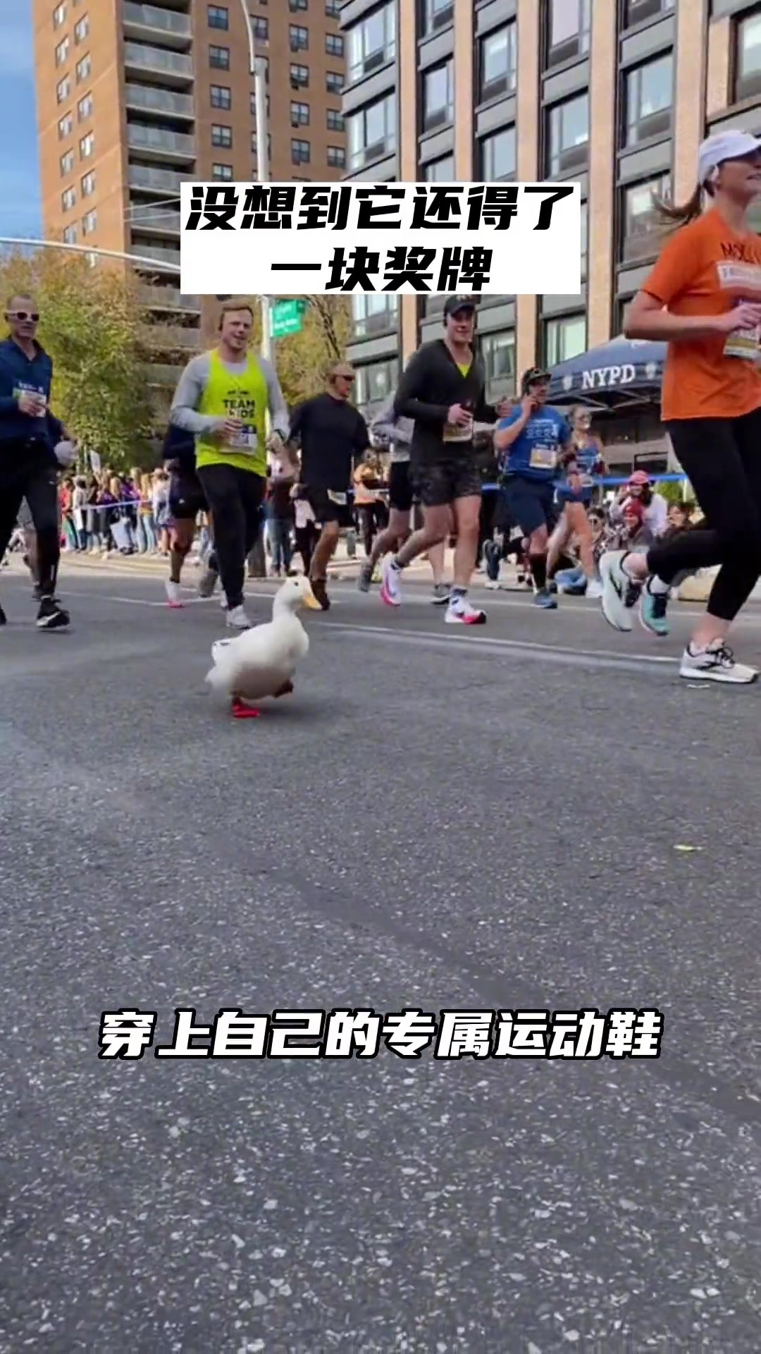 鸭鸭穿上自己的专属运动鞋跑马拉松,虽然垫底了,但是一直在坚持鸭～