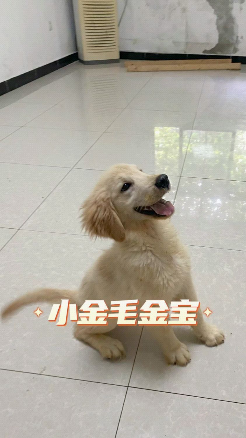 小“鸡毛”科目犬,这也太可爱了吧!好聪明!!