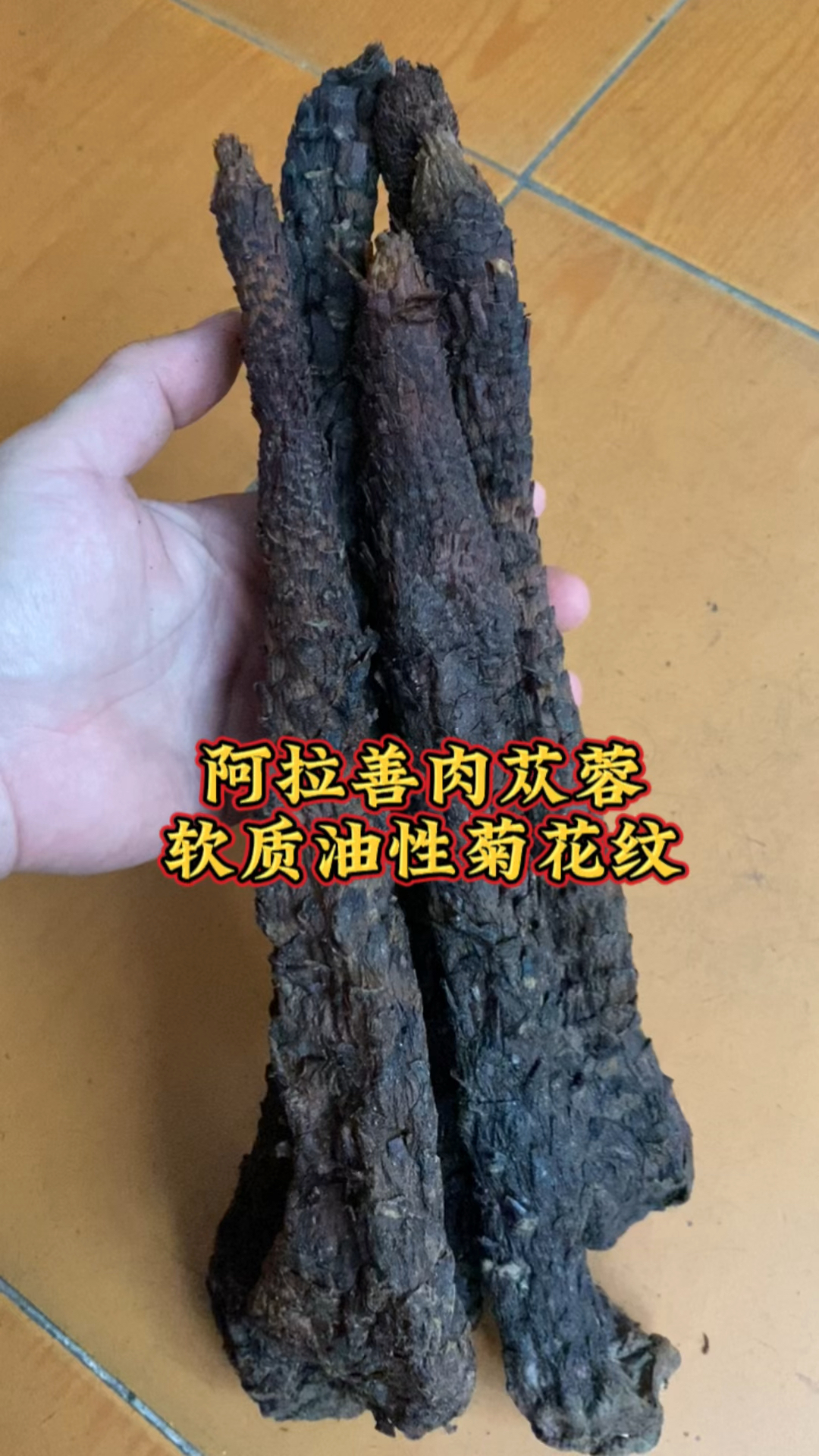 阿拉善肉苁蓉,是软质油性有菊花纹的