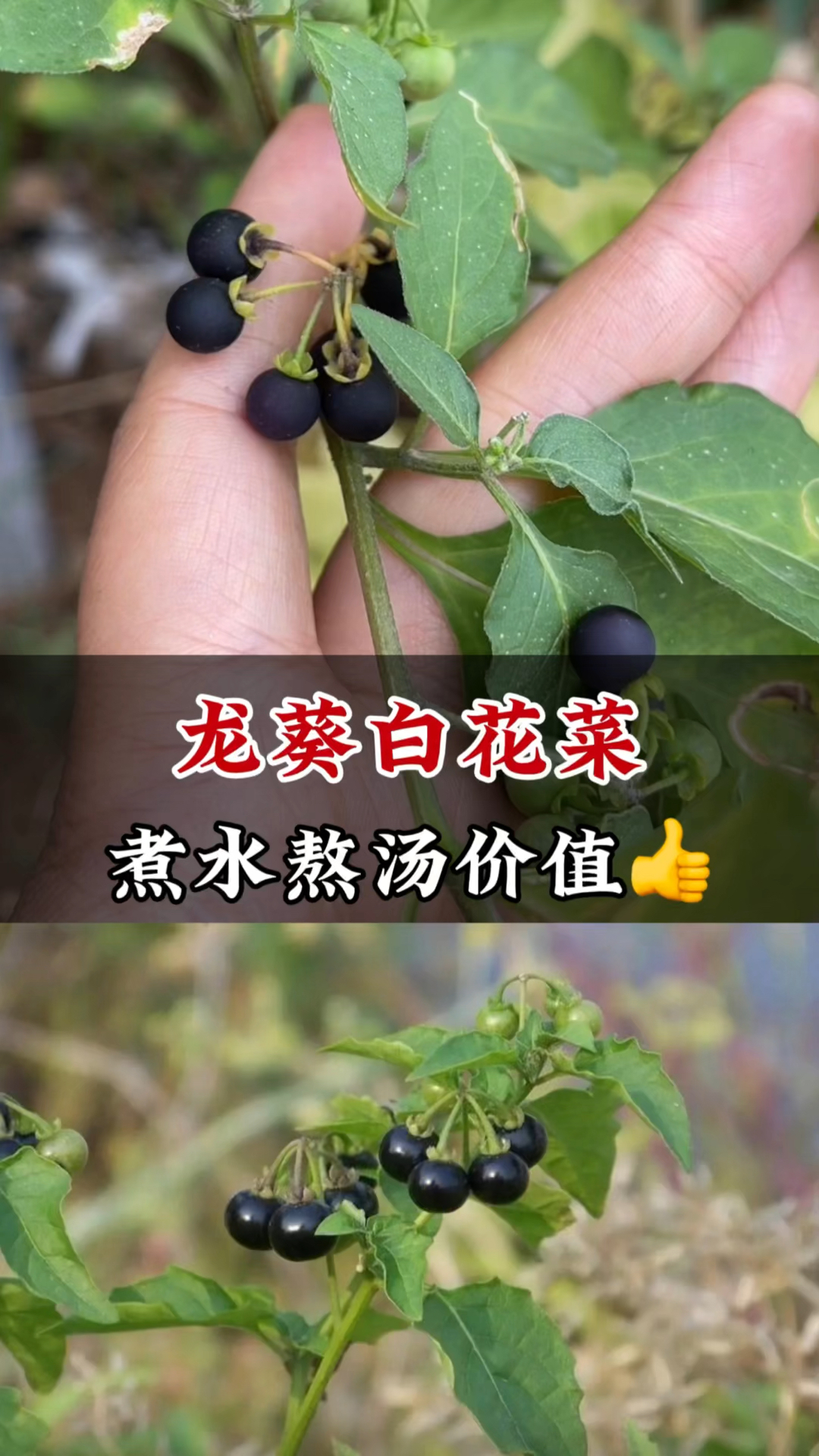 龙葵草不简单,成熟的果实晒干生活中有不少价值,遇到别当杂草