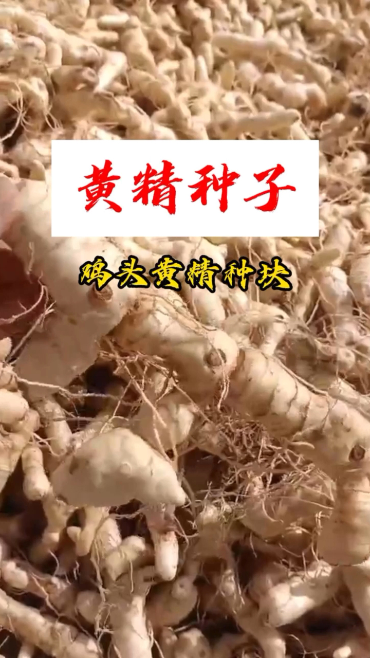 种黄精得黄金鸡头黄精种块