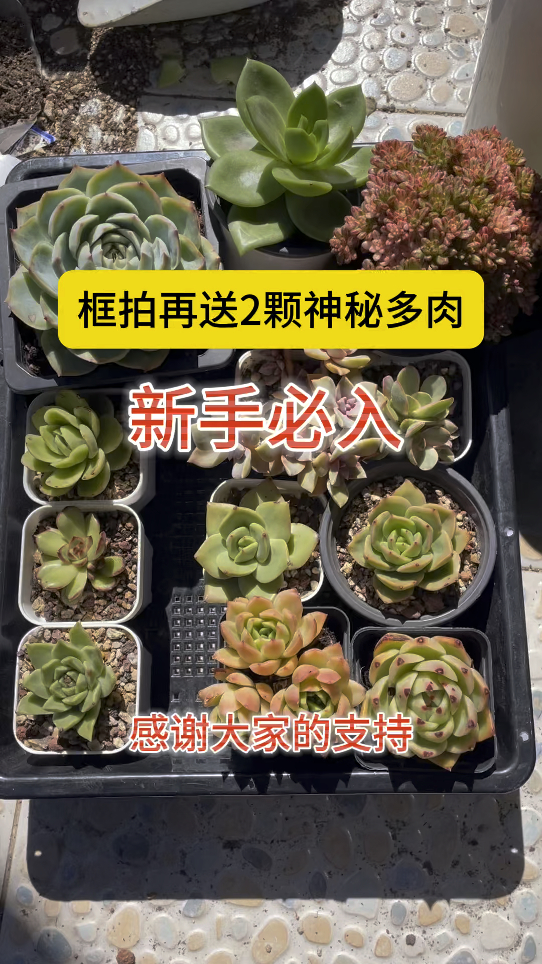 框拍多肉,新手必入款,好养,秋天没给你看#多肉植物 #大连同城 #对生活多一份热爱