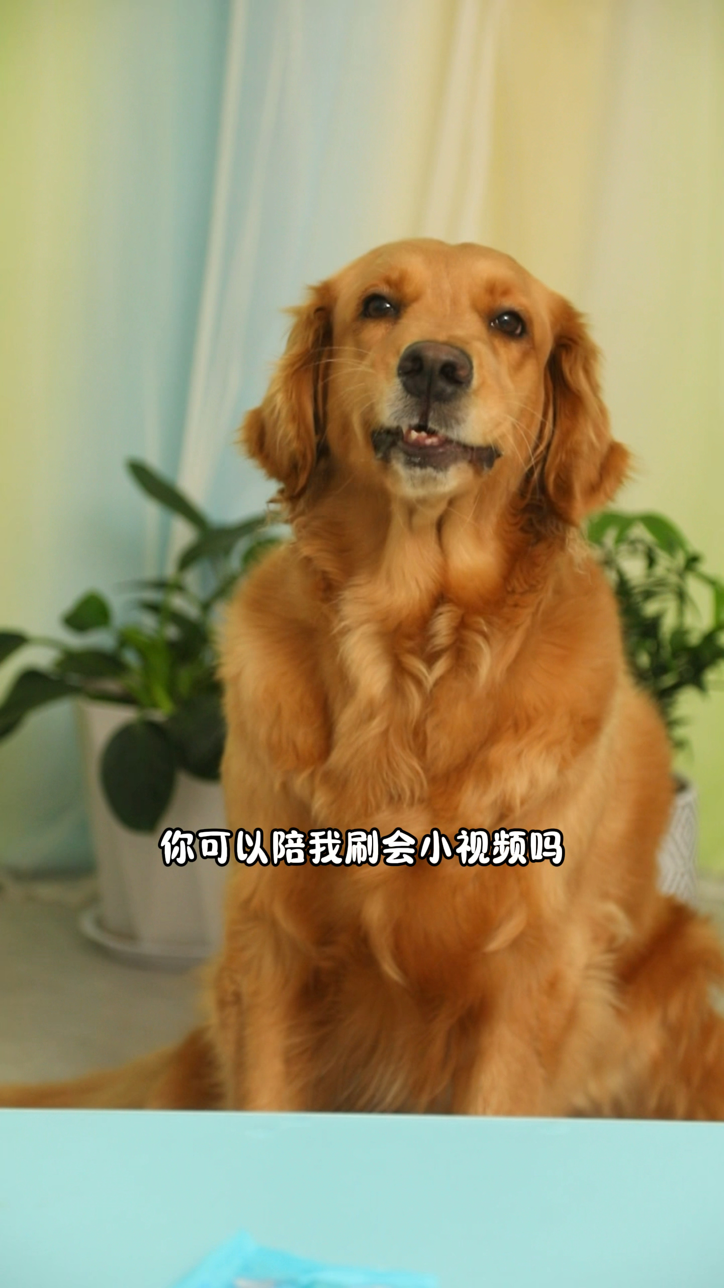 coco和奶茶终于可以一起刷视频啦
