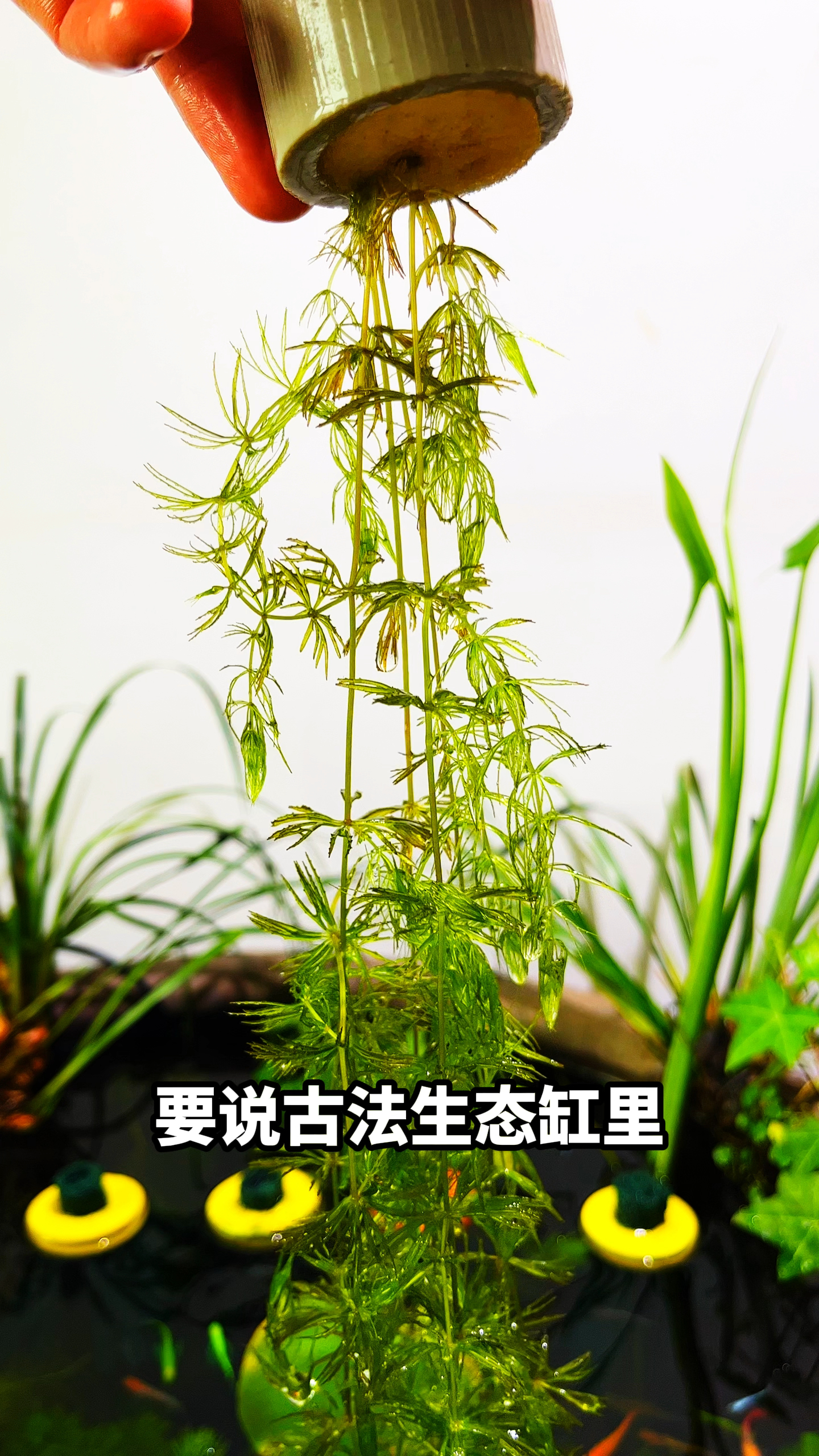 金鱼藻水草 妥妥的爆缸小能手 适合新手鱼友来养