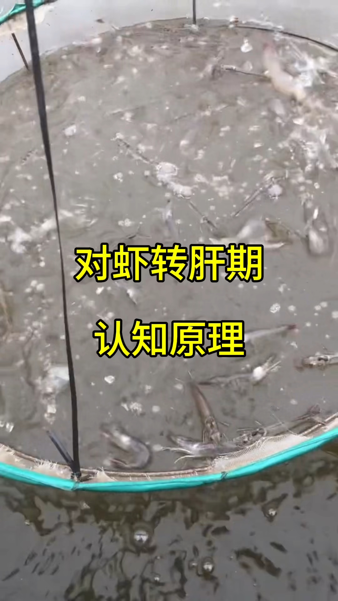 对虾转肝期认知原理