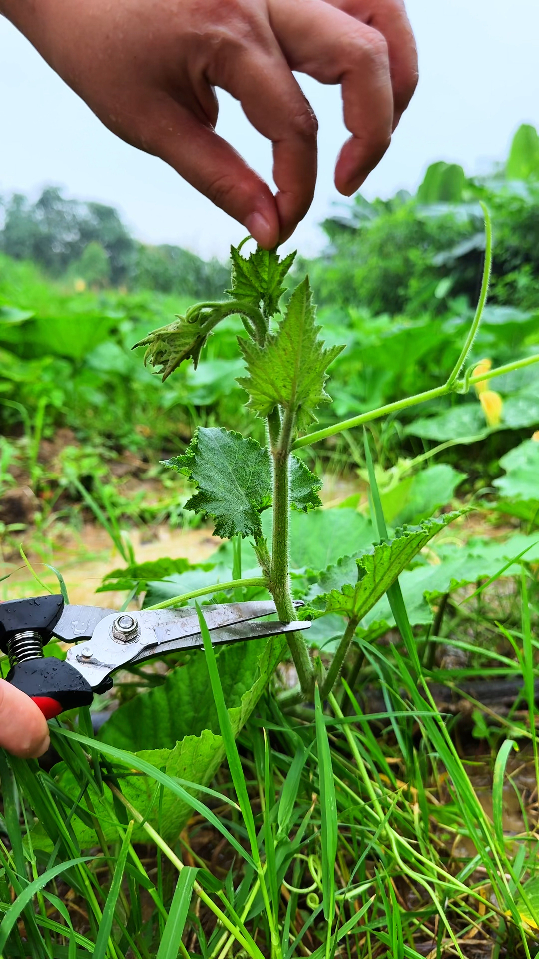 种植南瓜会修剪它的枝条 ,剪下来的南瓜苗还是一种美味的蔬菜