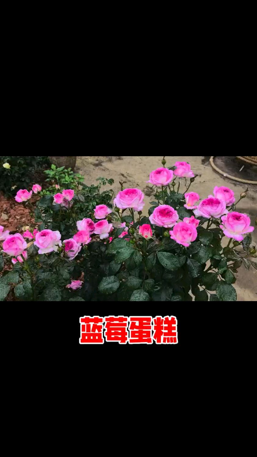 美丽的“草莓蛋糕”
