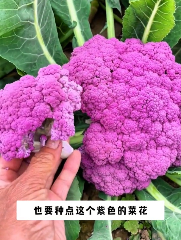 紫花椰菜售价高,富含花青素营养好,现在播种撒籽就长!