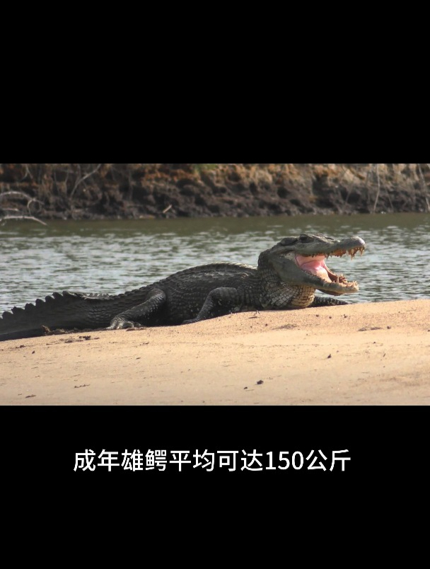 鼍科之王、亚马逊淡水霸主——黑凯门鳄