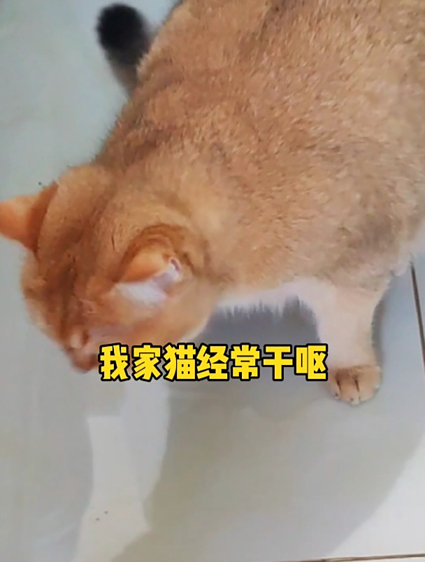 养猫人能劝一个是一个!猫经常干呕还母鸡蹲!说明它已经难受了