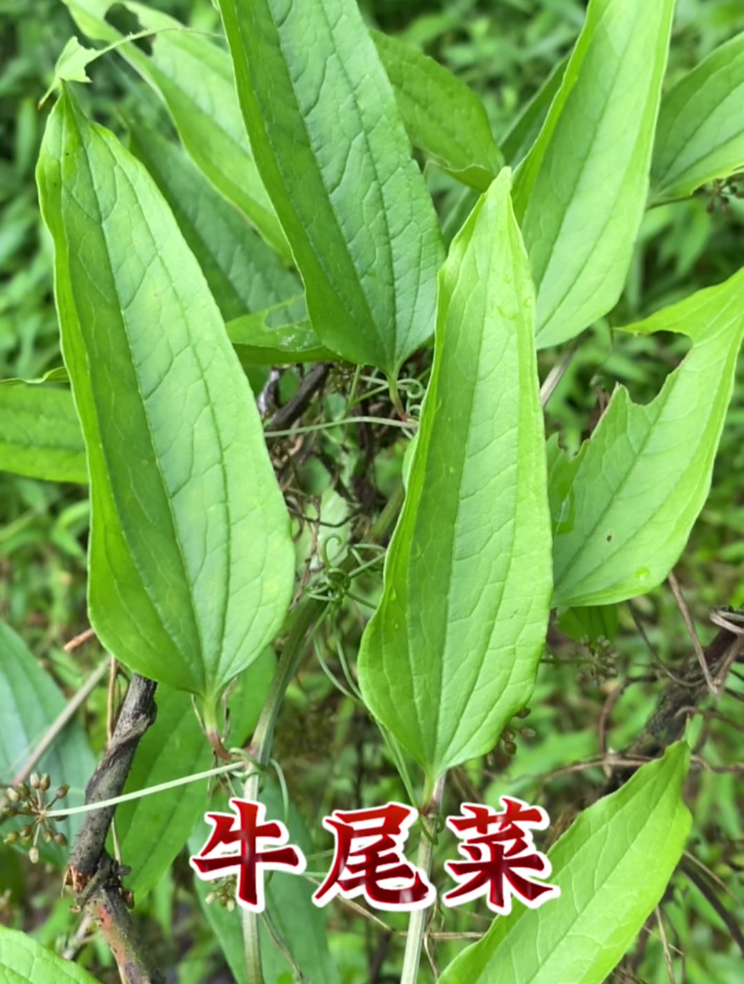 牛尾菜也叫“大伸筋草”,看看你认识吗?