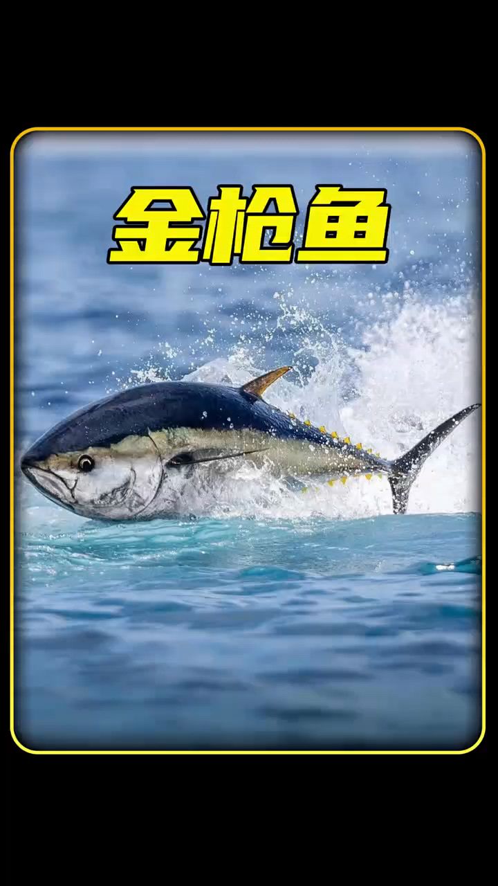 来自意大利的橄榄油浸金枪鱼,吃法简单营养丰富,味道真的是好