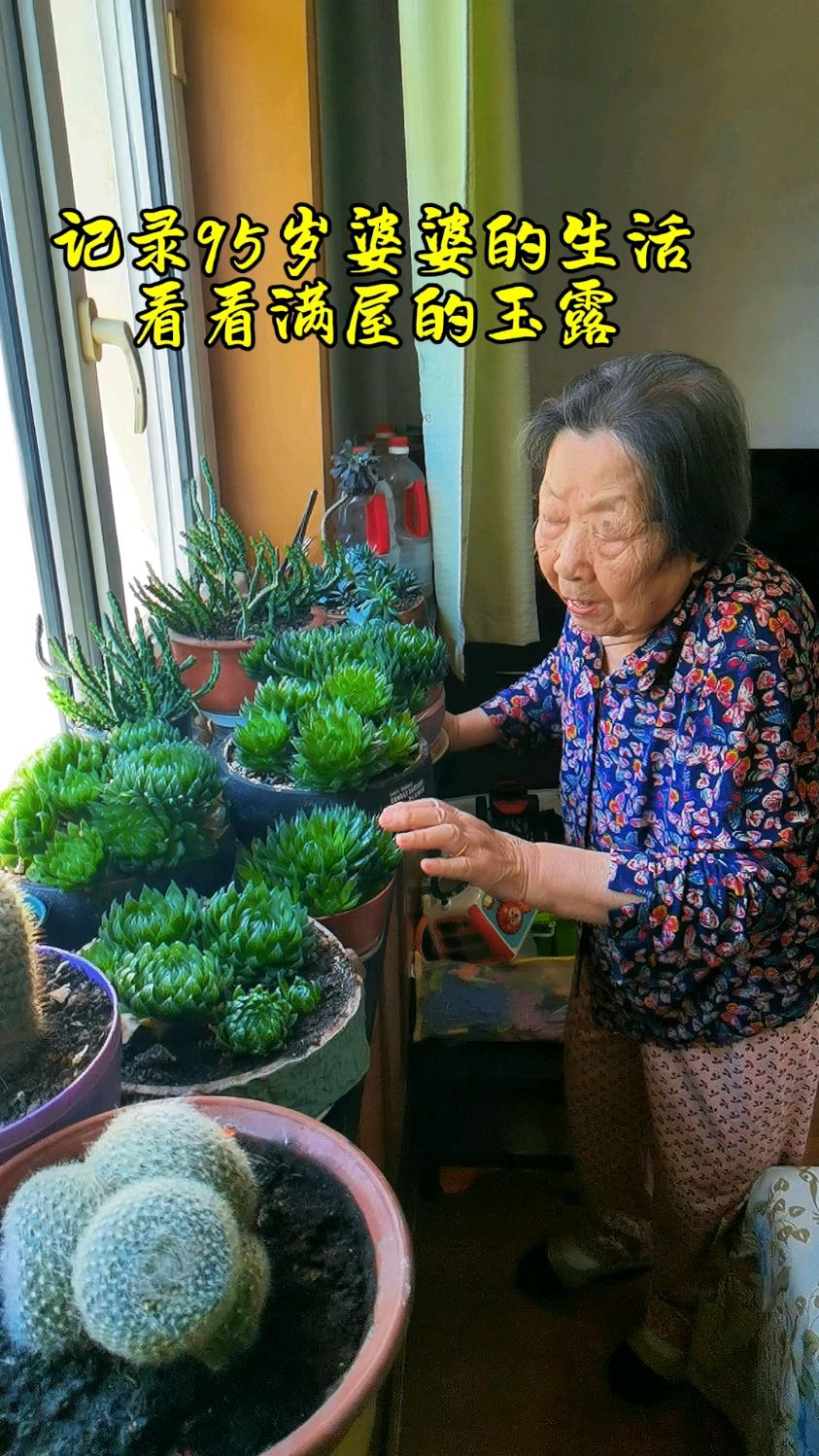 带大家看看95岁婆婆养的满窗台的玉露