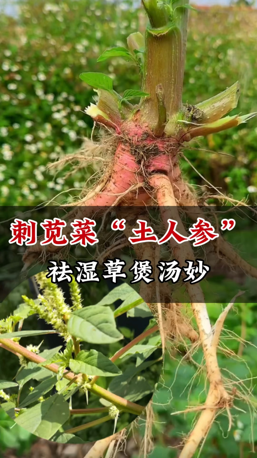 刺苋菜又名土人参,嫩叶做野菜根茎煲汤价值高,可惜很多人当杂草