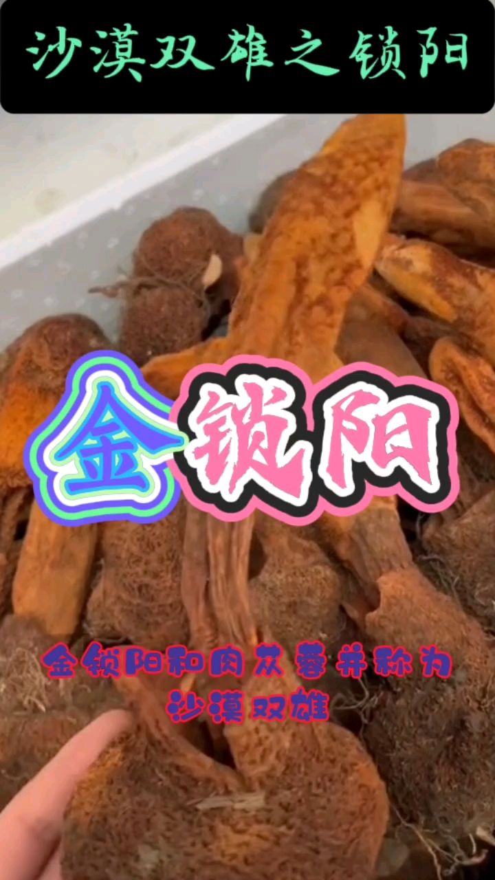 金锁阳,和肉苁蓉并称沙漠双雄,单身的千万别尝试