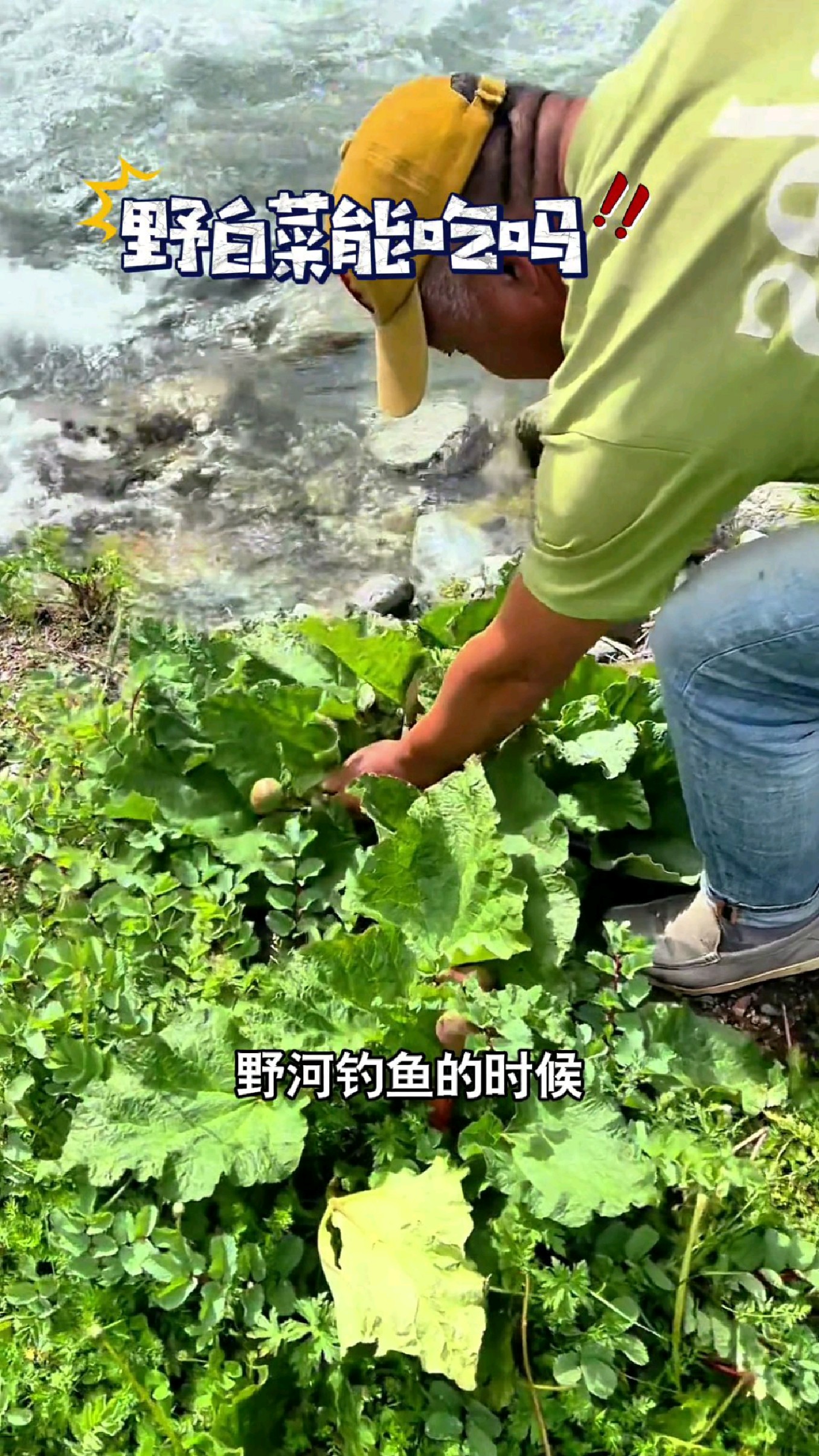 大哥说这种野白菜结的果实像吃鱼子酱一样,又香又脆