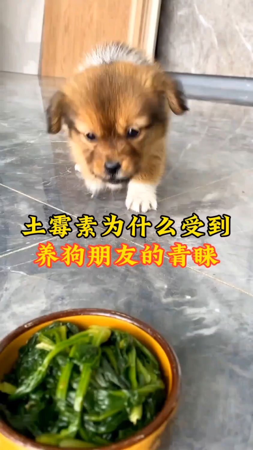 老一辈养狗人为什么都喜欢用土霉素