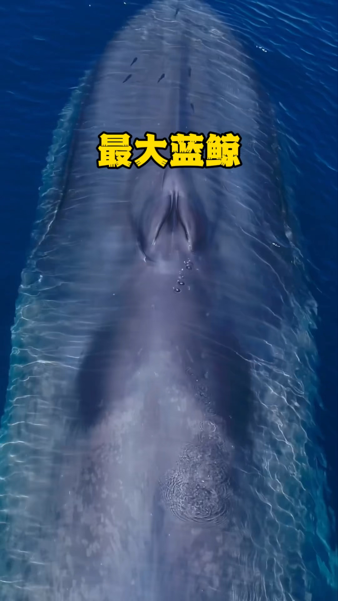 动辄一百多吨的海洋蓝鲸,它们是已知和现存地球上最大的动物