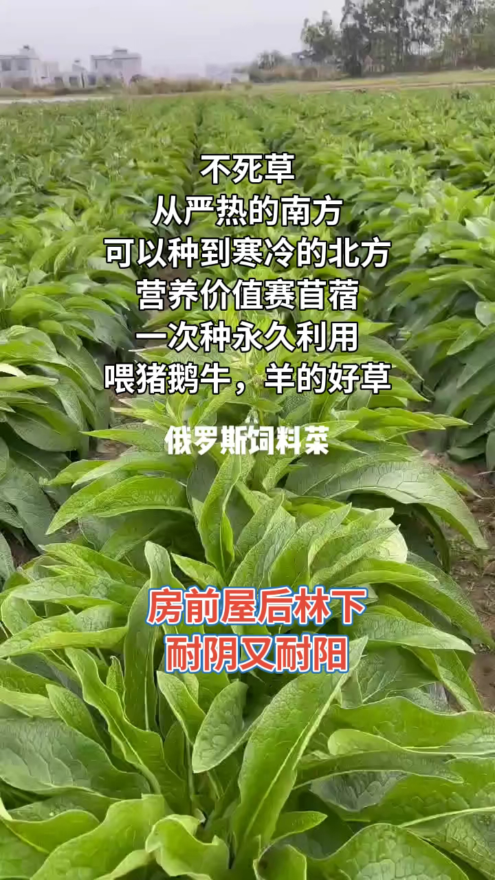 俄罗斯饲料菜,耐零上45度的高温也能耐零下40度的严寒营养价值高