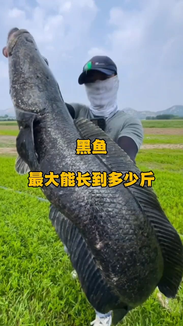 黑鱼最大能长多大