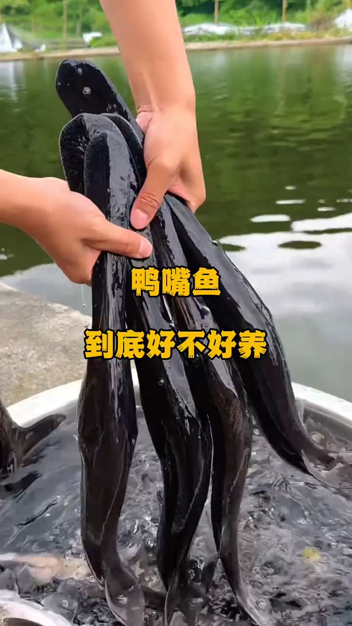 鸭嘴鱼好不好养啊