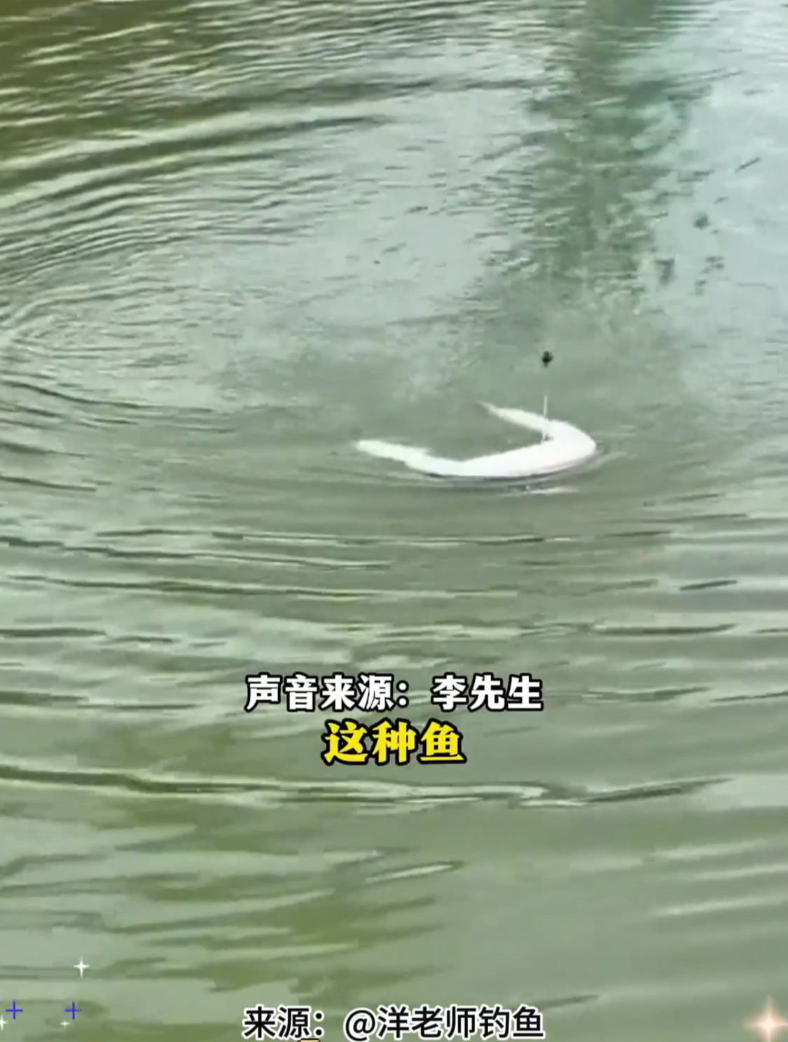男子钓到从没见过的“怪鱼”,“有人出两万要买,但我放生了”