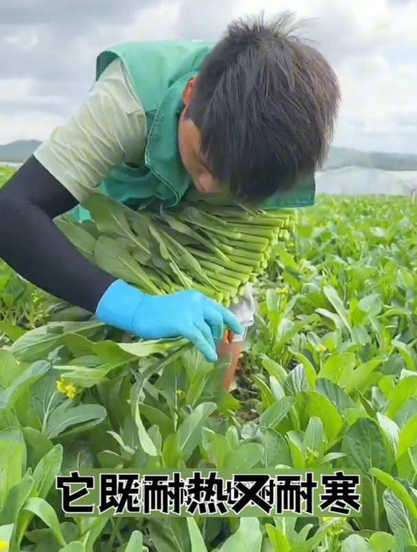 专吃菜心的蔬菜,越掐越旺长,撒一把种子吃到深秋!