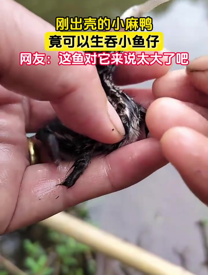 刚出壳的小麻鸭,竟可以生吞小鱼仔