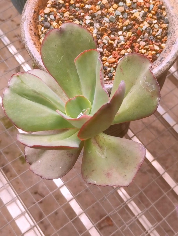 我又开始折腾多肉了,倒霉的是前段时间才换盆的初吻!