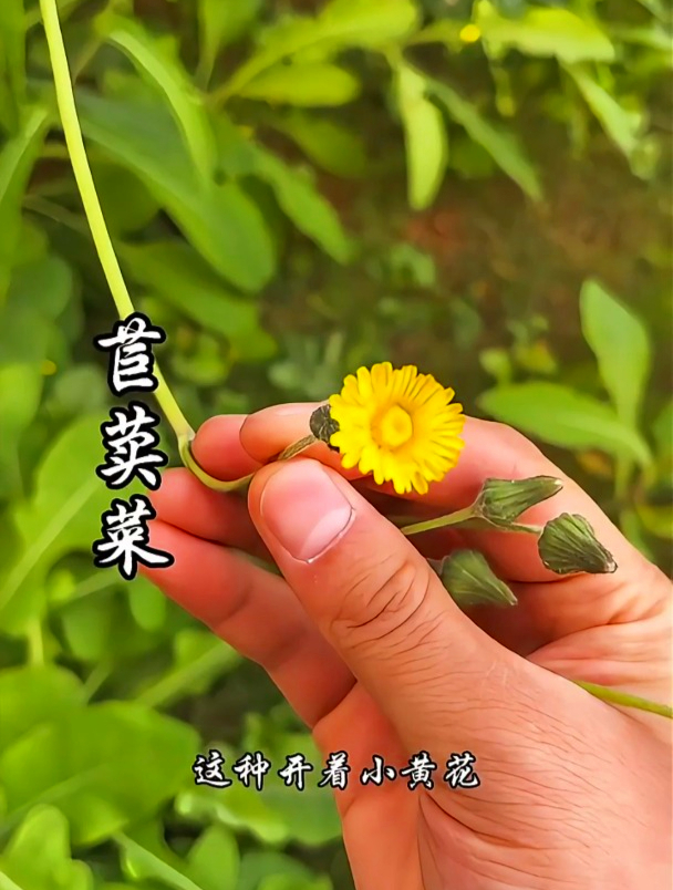 苣荬菜也叫曲曲菜,晒干泡水后,长期饮用有助于延缓衰老过程