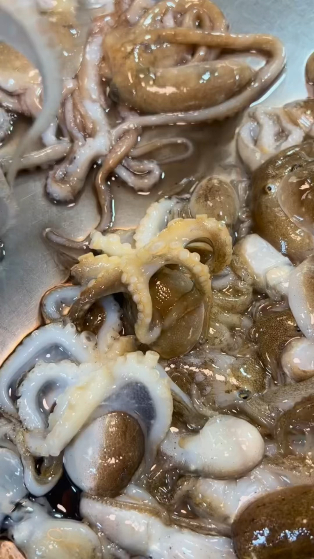 八爪鱼你是喜欢“大长腿”还是“小短腿”呢?肉质QQ弹,鲜溜溜的