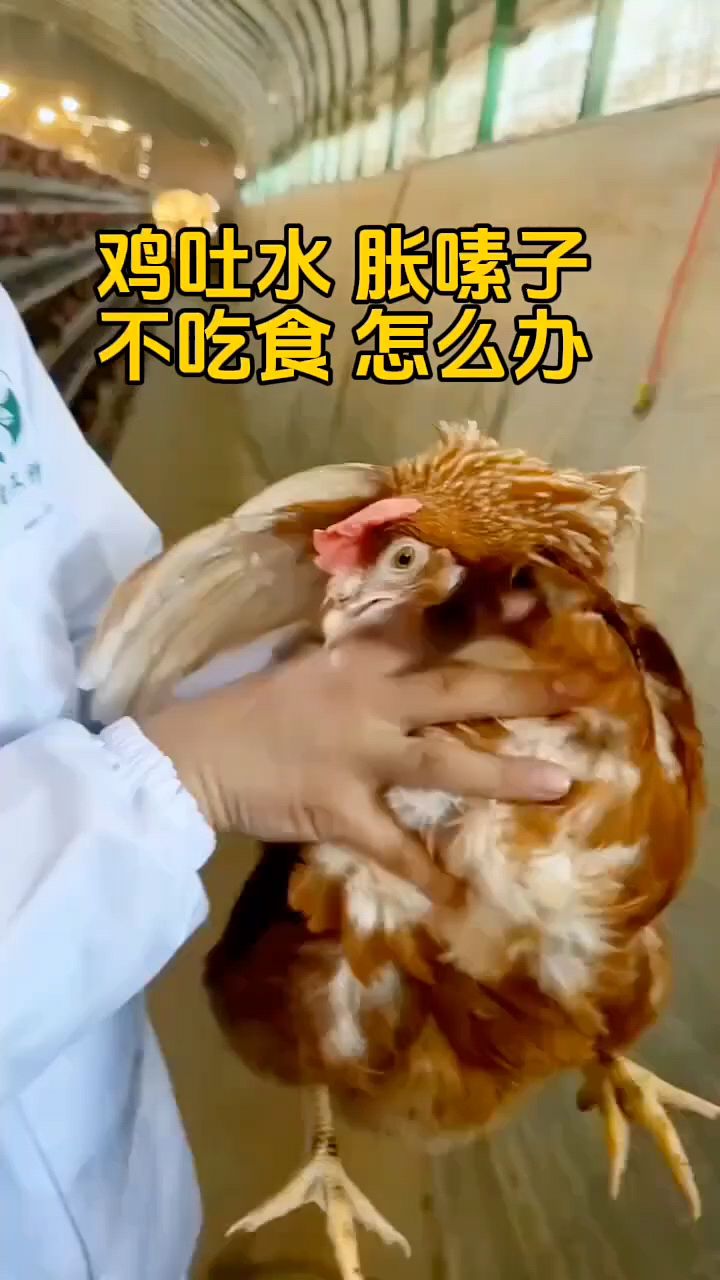 鸡吐水不吃食怎么办?