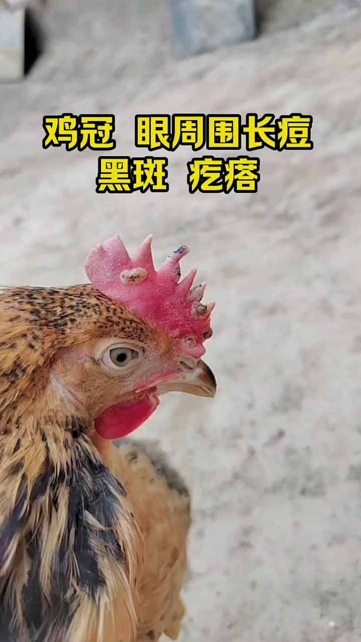 鸡长鸡痘怎么处理