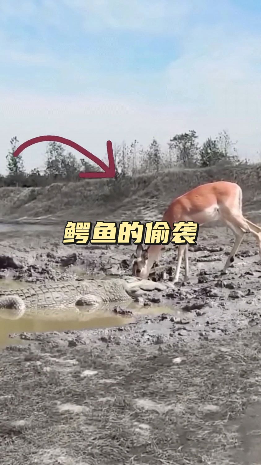 鳄鱼在湖边偷袭喝水的动物,倒霉的竟然只有花豹