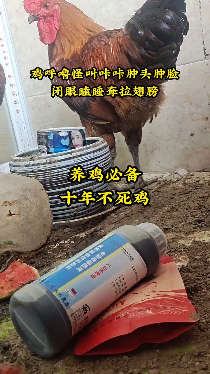 养鸡必备,十年不死鸡