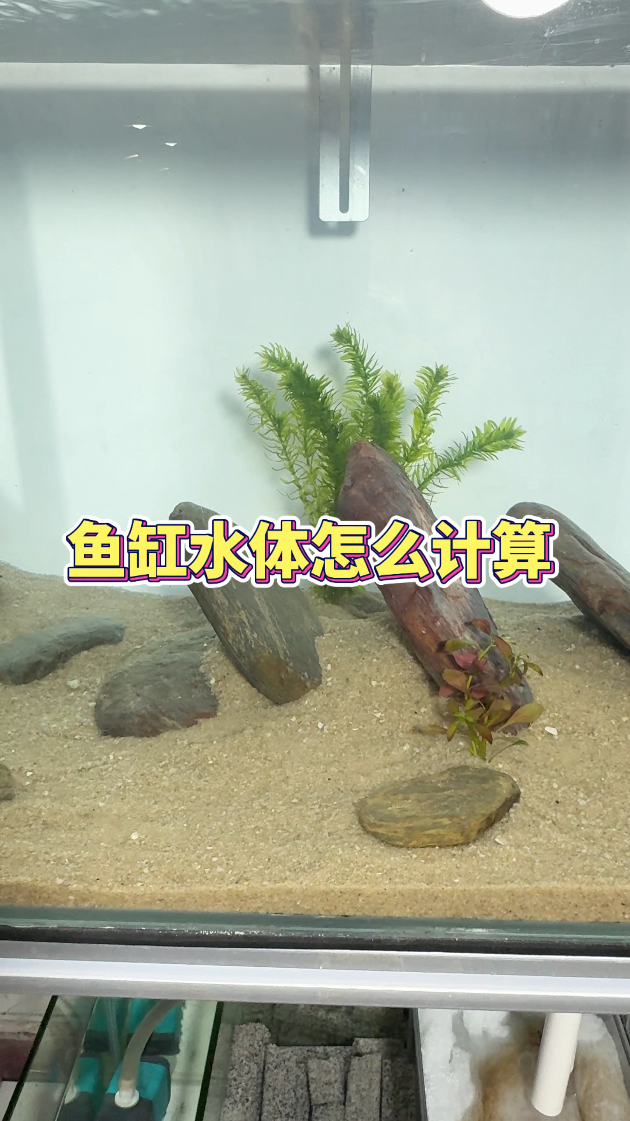 鱼缸有多少升水?你知道怎么计算吗? #观赏鱼 #养鱼日记 #水族