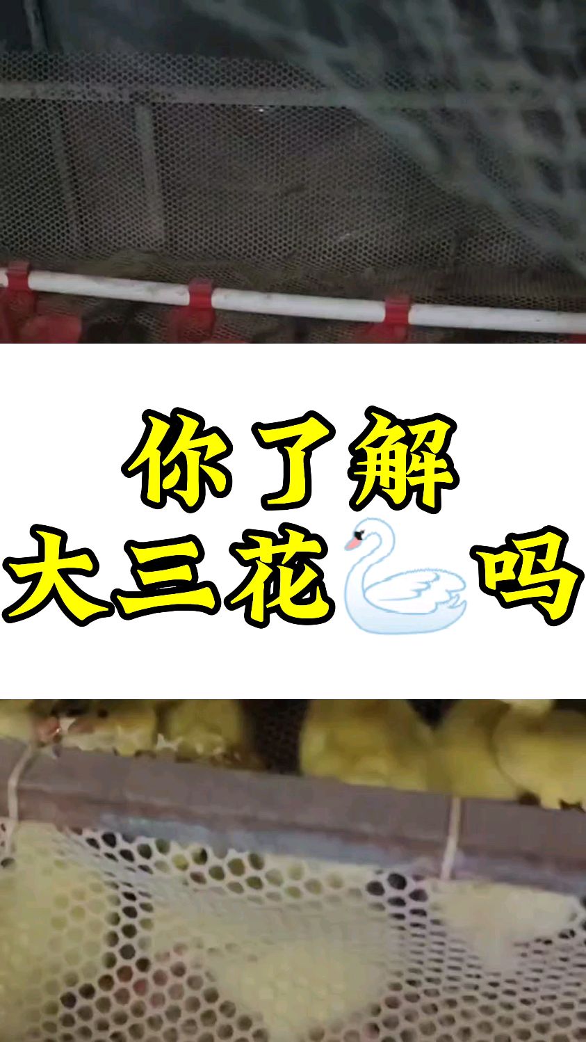 你了解大三花鹅吗
