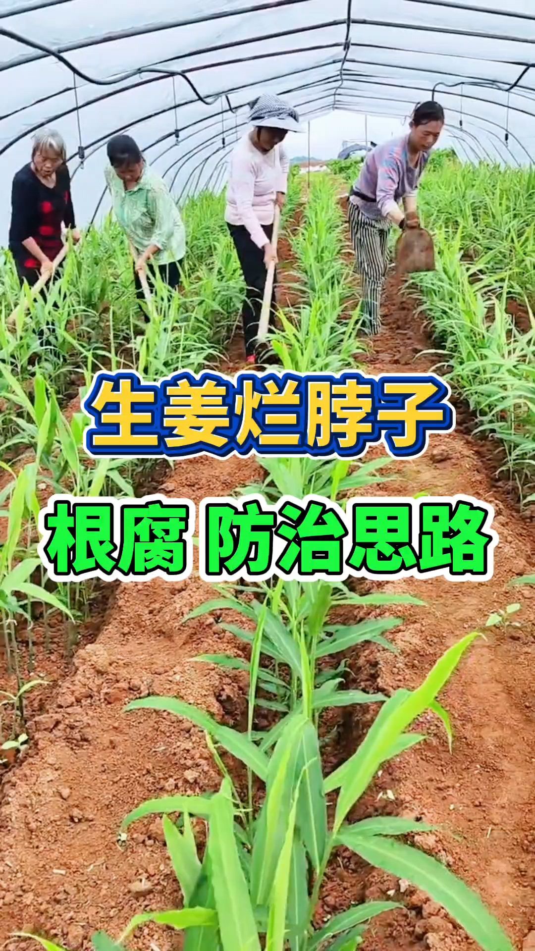 生姜种植姜瘟烂脖子、生姜根腐病防治思路?大姜种植茎基腐病防治