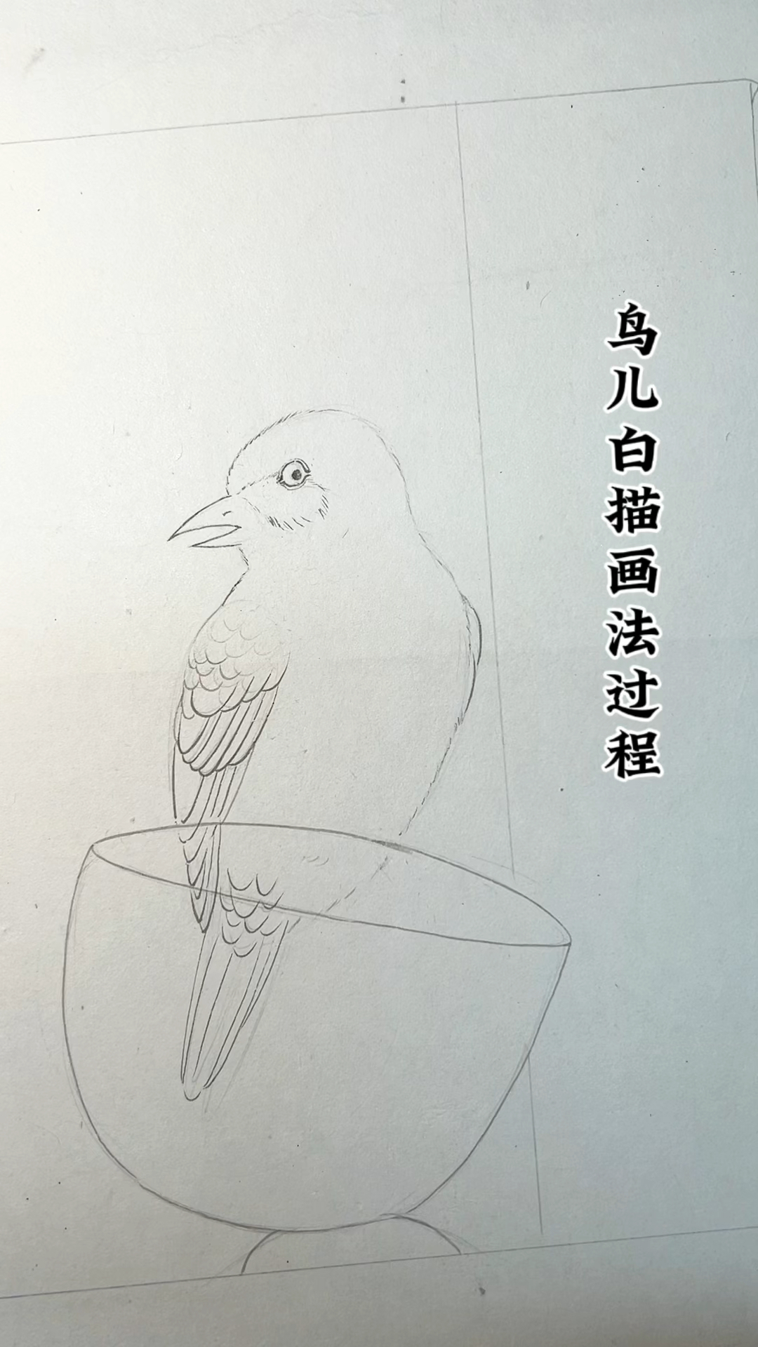 国画工笔鸟儿白描画法过程,白描画法怎么能离得开勾线笔的运用?