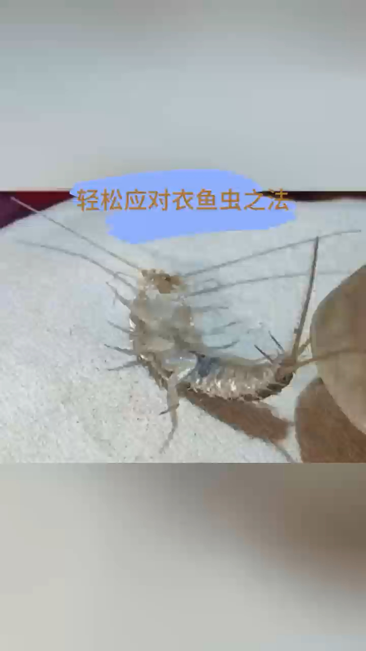 轻松应对衣鱼之法