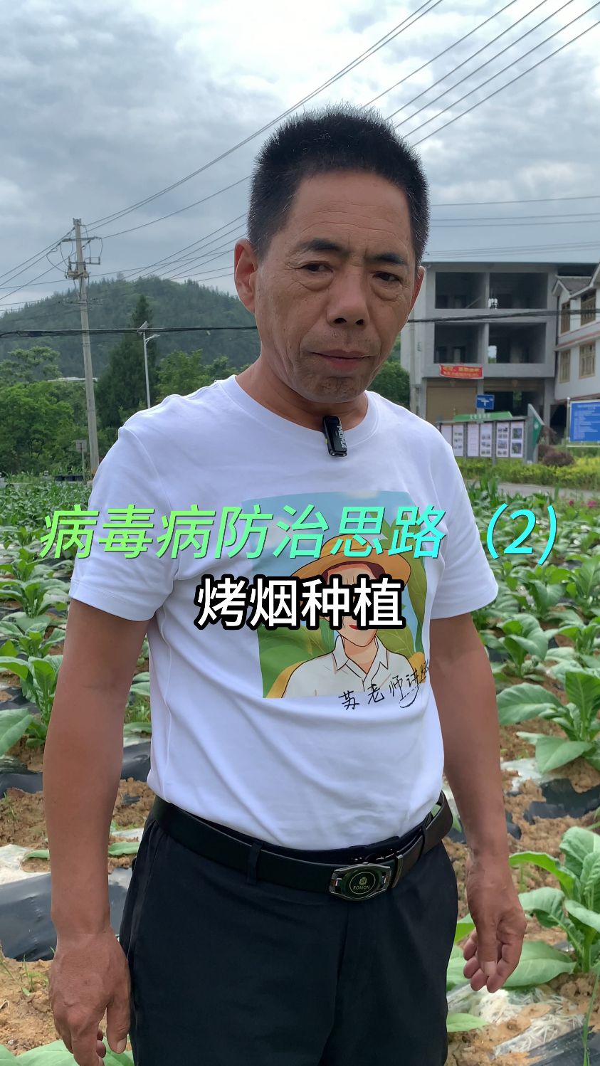 对于病毒病的防治,不同阶段的用药需要注意什么?