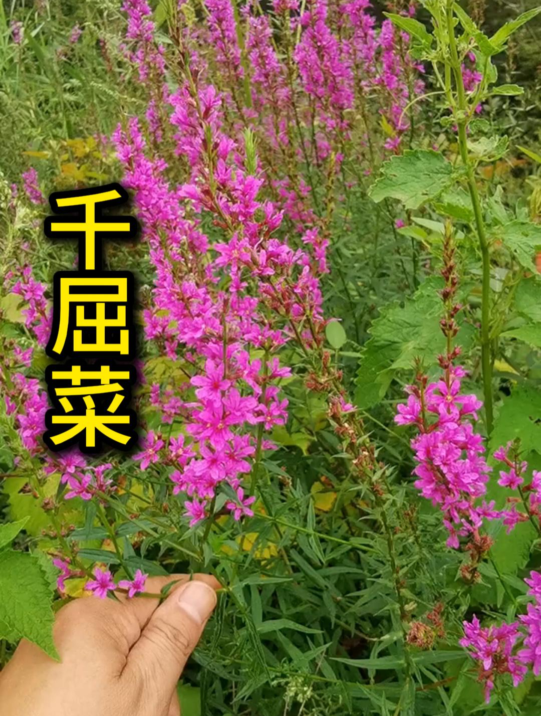 每天认识一种花之千屈菜