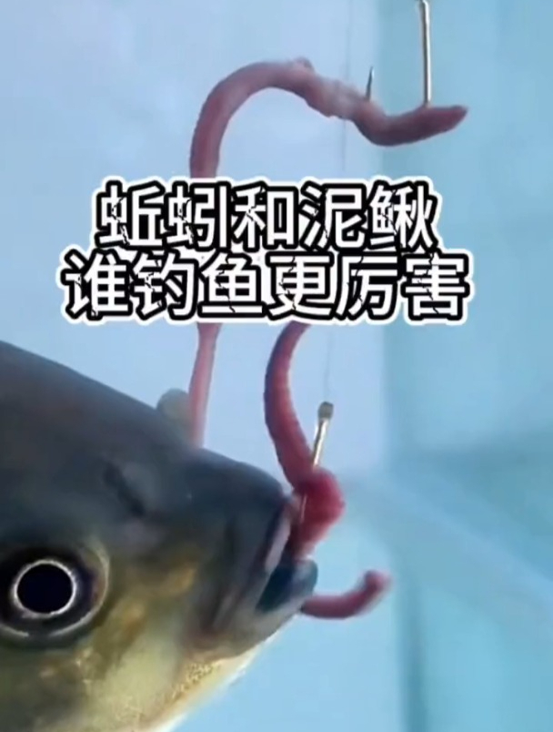钓鱼饵料不要只会选蚯蚓了!用泥鳅钓鱼更容易吸引大鱼!