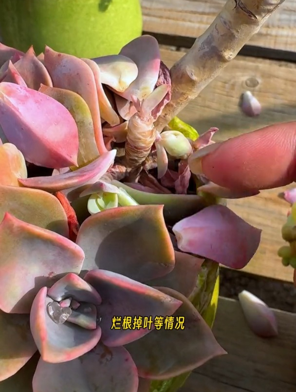 多肉想要养得好,这几种病害要记牢!