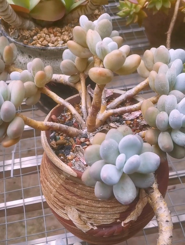 多肉桃美人悬崖桩,砍一枝再发展一盆!