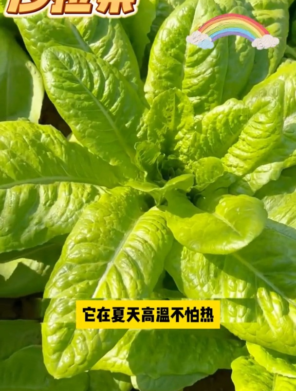 比大白菜还大的沙拉菜,农民种植它,直供西餐厅!