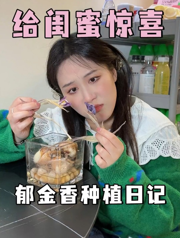 春天这个全是郁金香季节!那我自己来亲手种一盆,给闺蜜一个惊喜