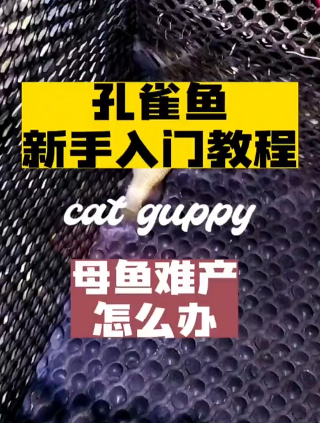 《孔雀鱼新手入门教程》母鱼难产怎么办