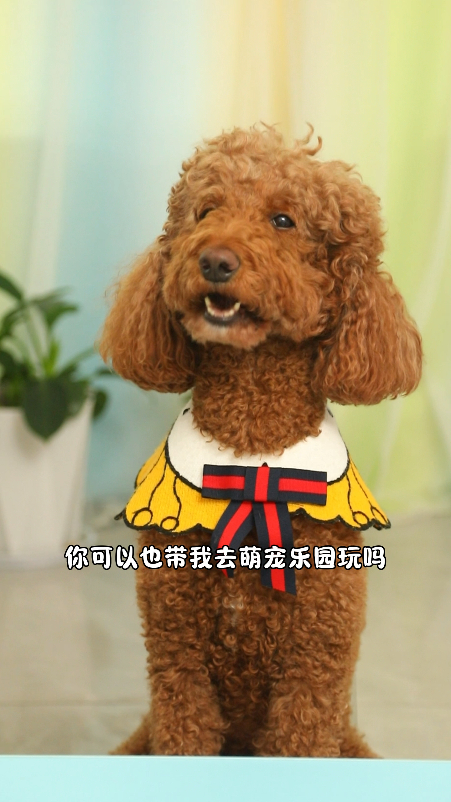 可是奶茶只有一个小骨头了