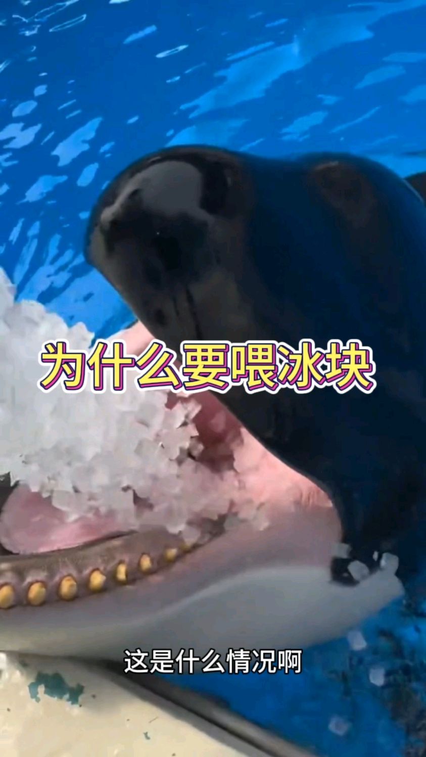 原来虎鲸吃鱼的时候,都要吃冰块呀